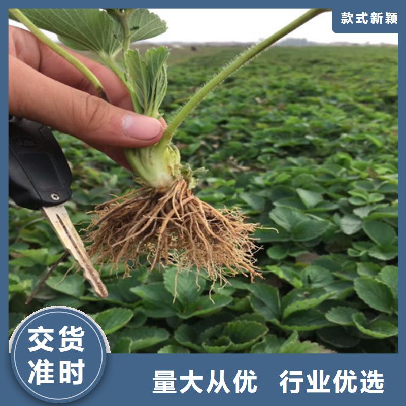 草莓苗冬桃树苗物流配货上门