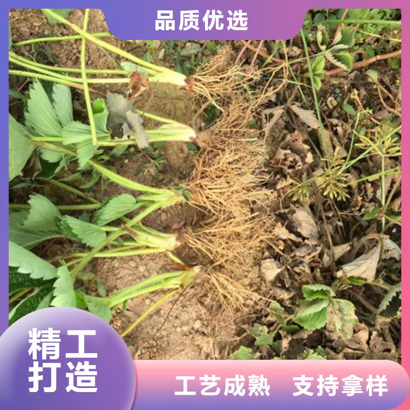 草莓苗【梨树苗】免费回电