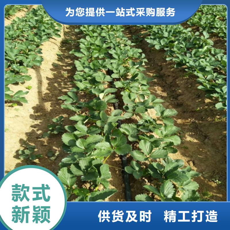 草莓苗梨树苗基地多年实力厂家