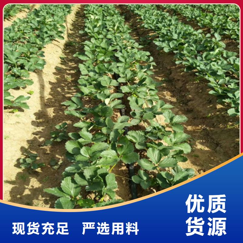 草莓苗-樱桃苗每个细节都严格把关