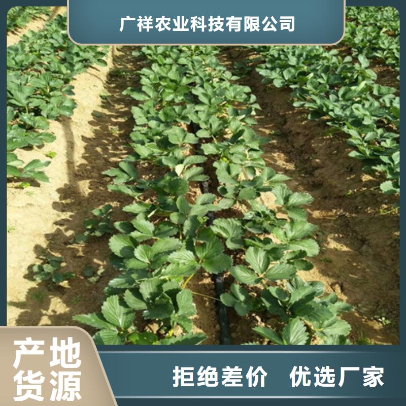 草莓苗梨树苗基地厂家案例