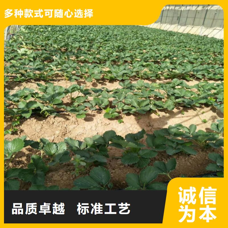 草莓苗果树苗批发基地现货销售