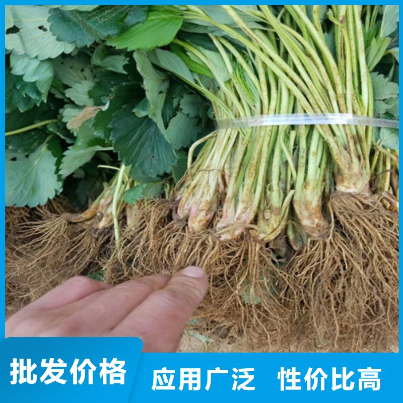 草莓苗大棚草莓苗支持定制加工