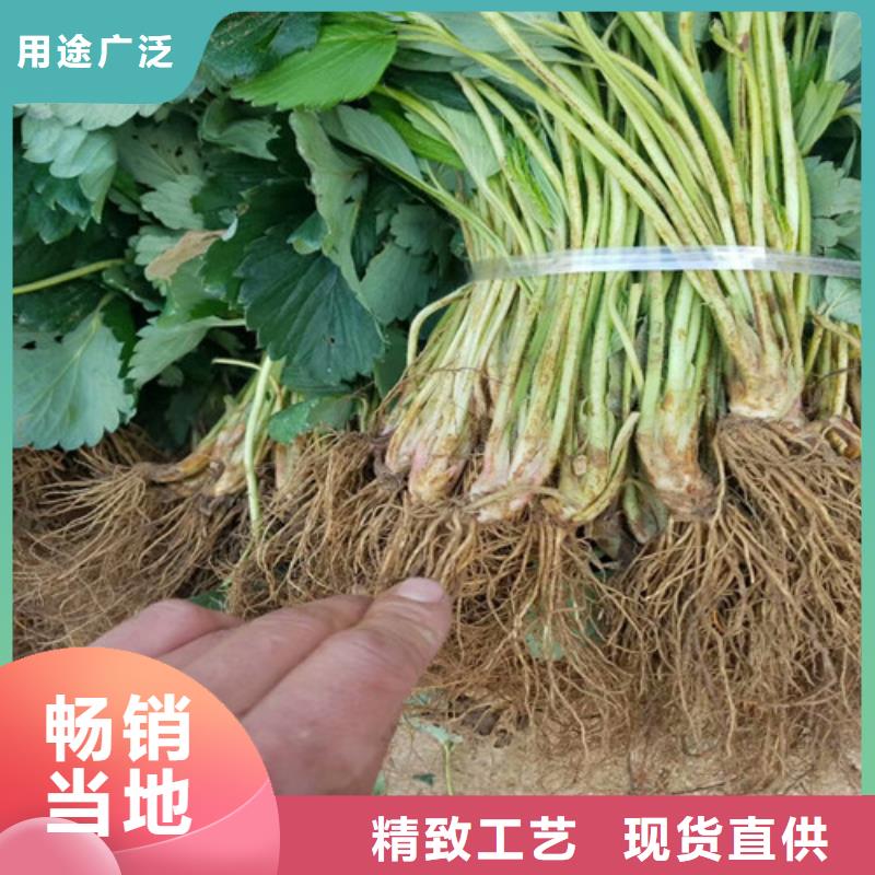 草莓苗桃树苗好品质经得住考验
