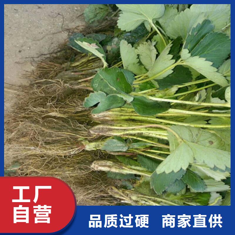 草莓苗,油桃树苗经验丰富品质可靠