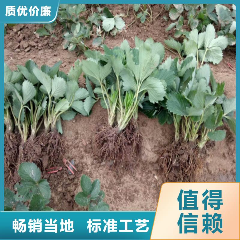草莓苗-青苹果树苗工厂批发