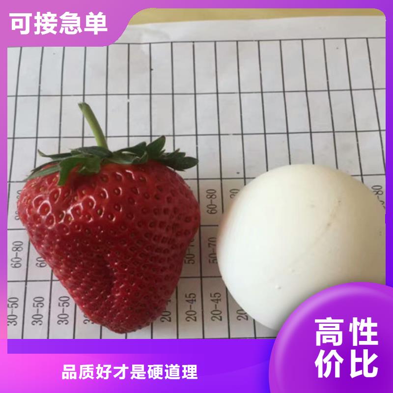 草莓苗-天仙醉草莓苗产品性能
