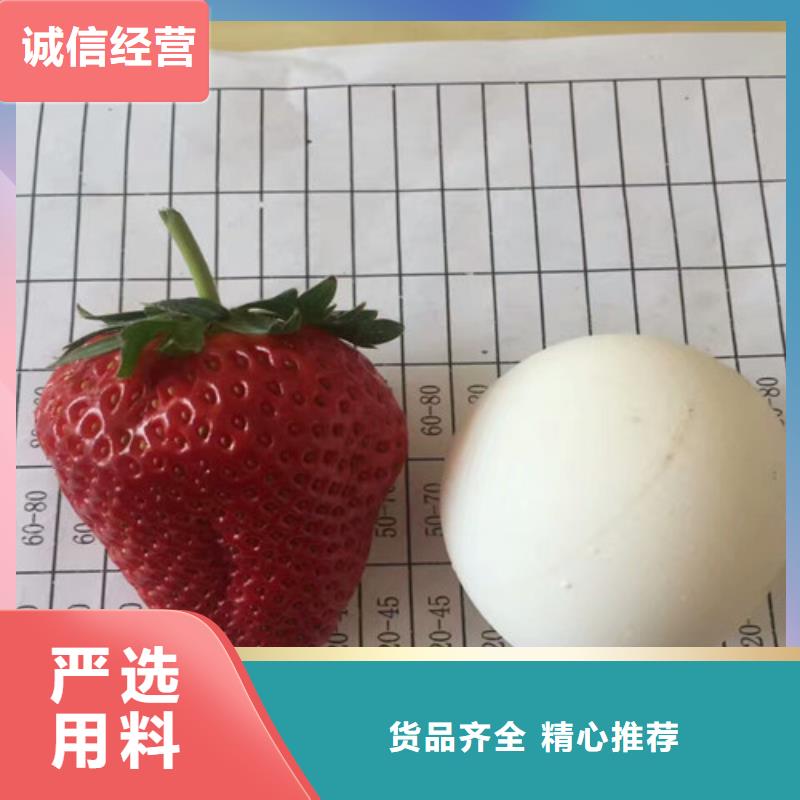 草莓苗青苹果树苗自营品质有保障