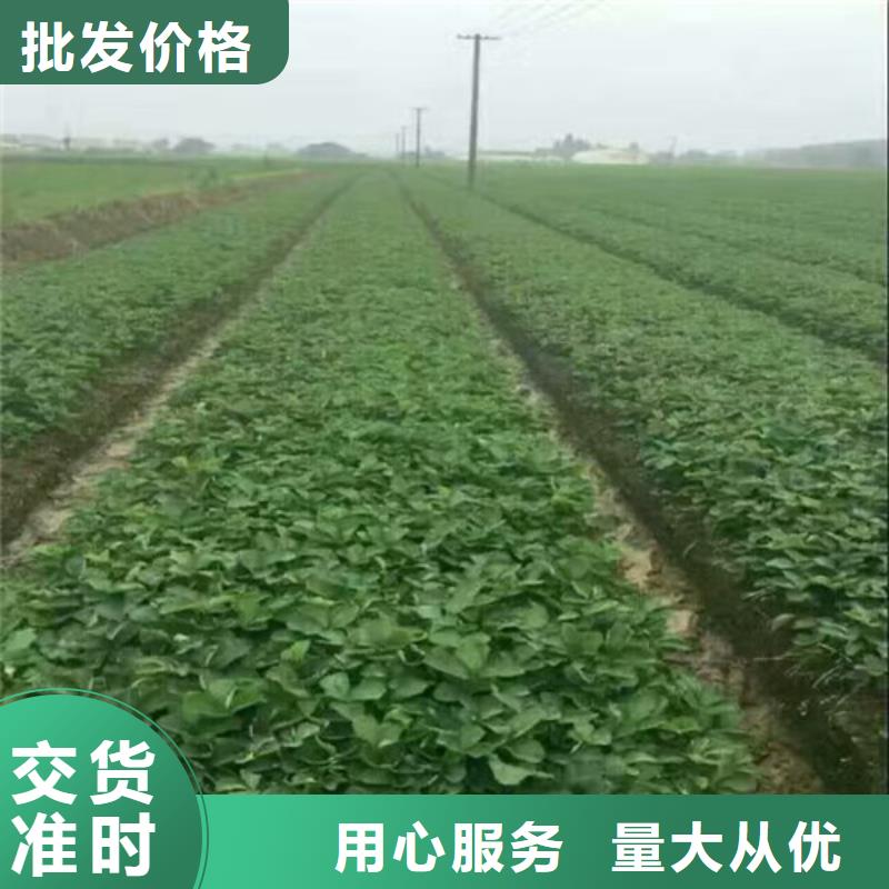 草莓苗-冬桃树苗严格把关质量放心