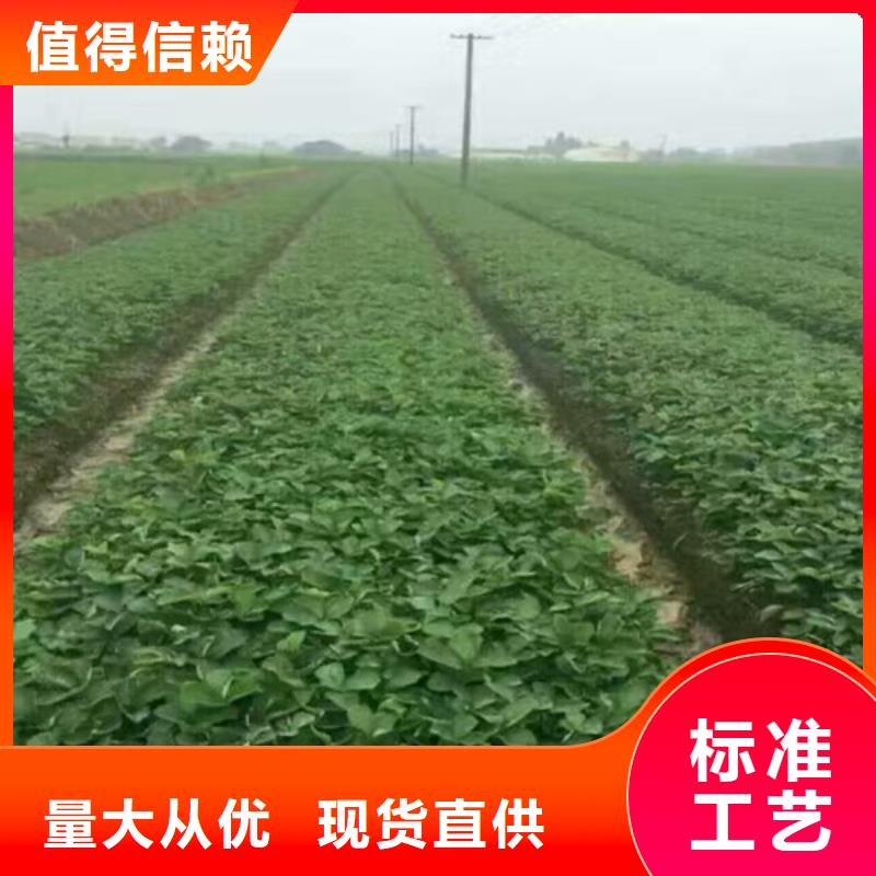 草莓苗大棚草莓苗每个细节都严格把关