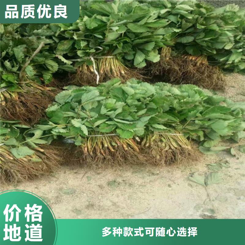 草莓苗,花椒树苗支持大小批量采购