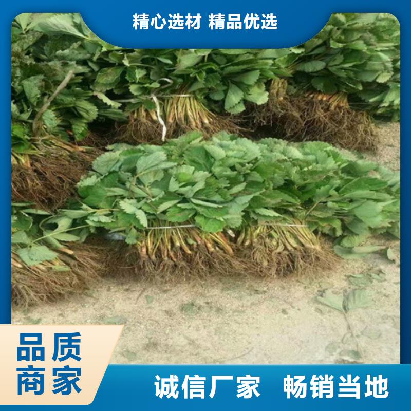 草莓苗果树苗批发基地现货销售