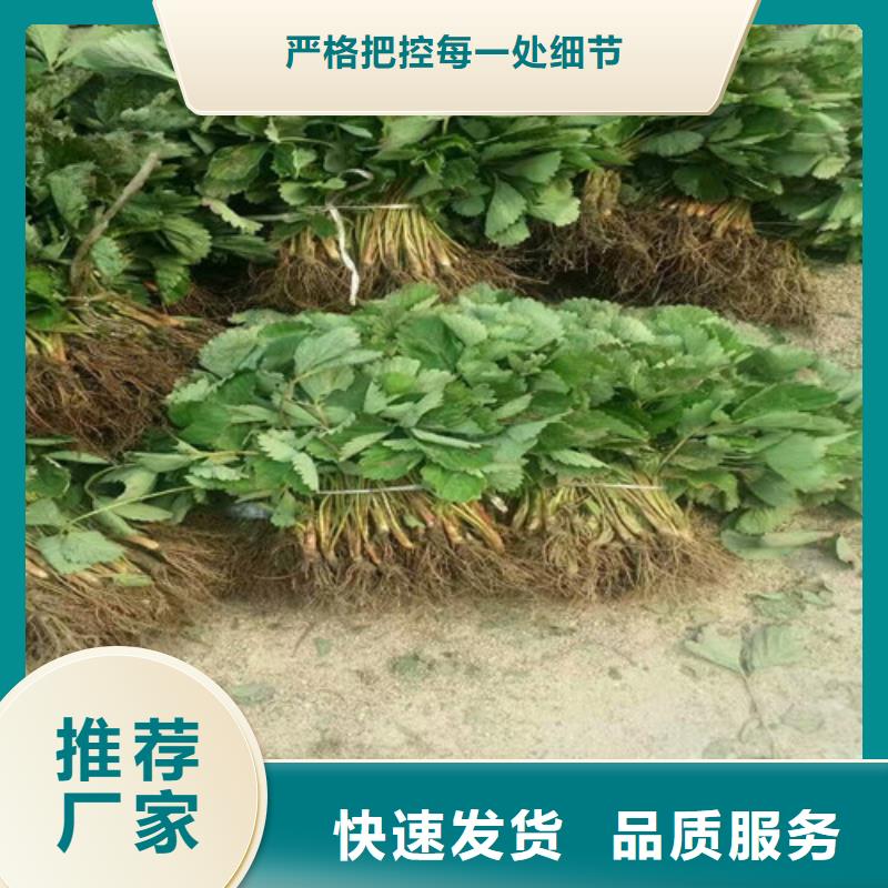 【草莓苗】樱桃苗追求细节品质