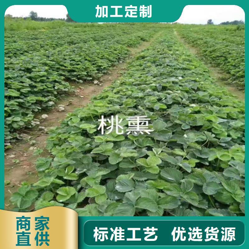 草莓苗果树苗实力见证