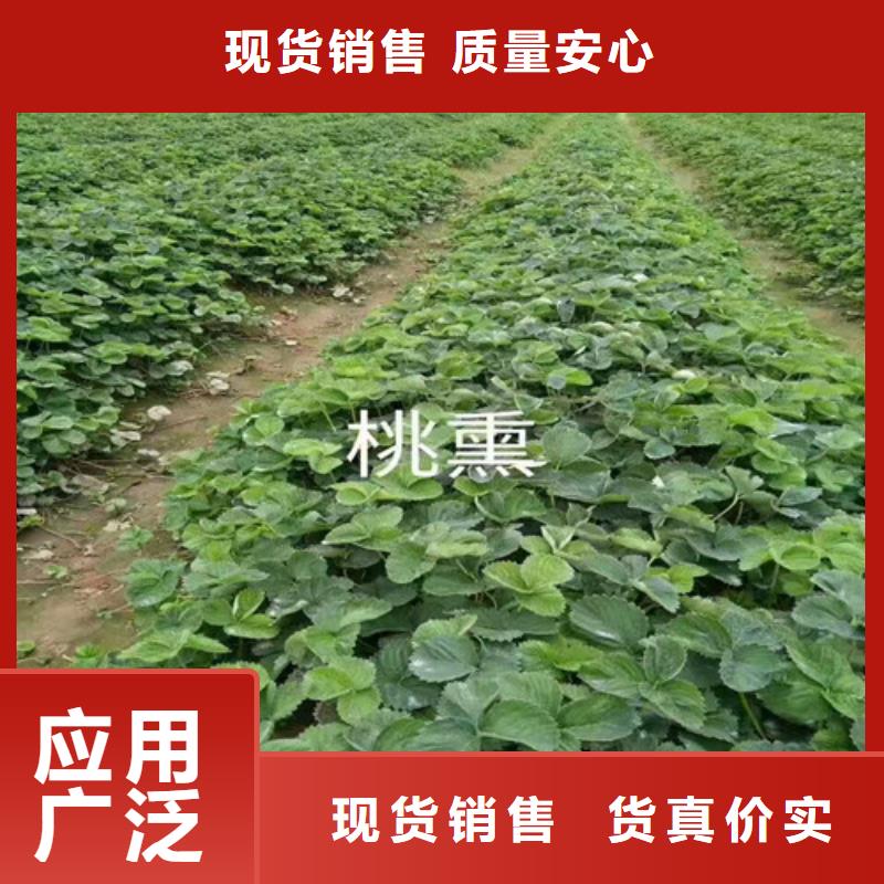 草莓苗毛蟠桃树苗自产自销