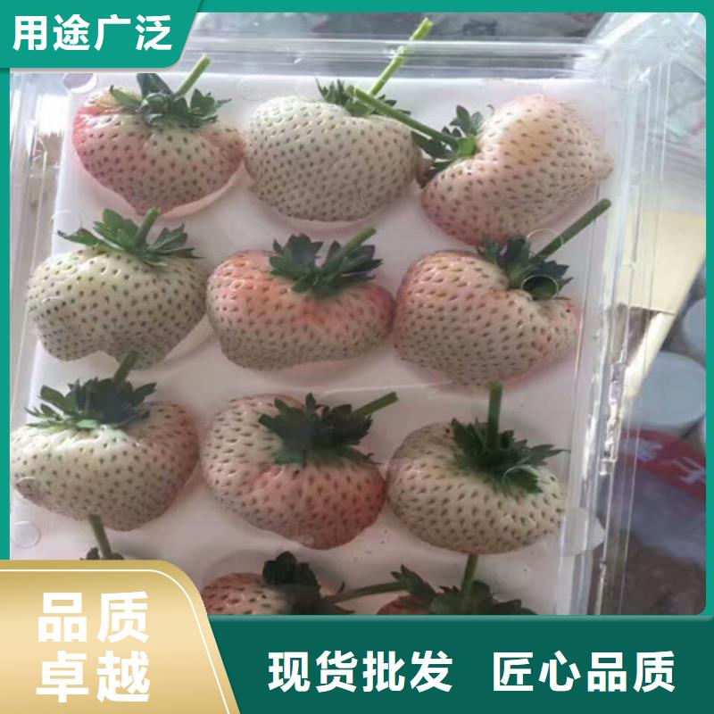 草莓苗_大棚草莓苗安装简单