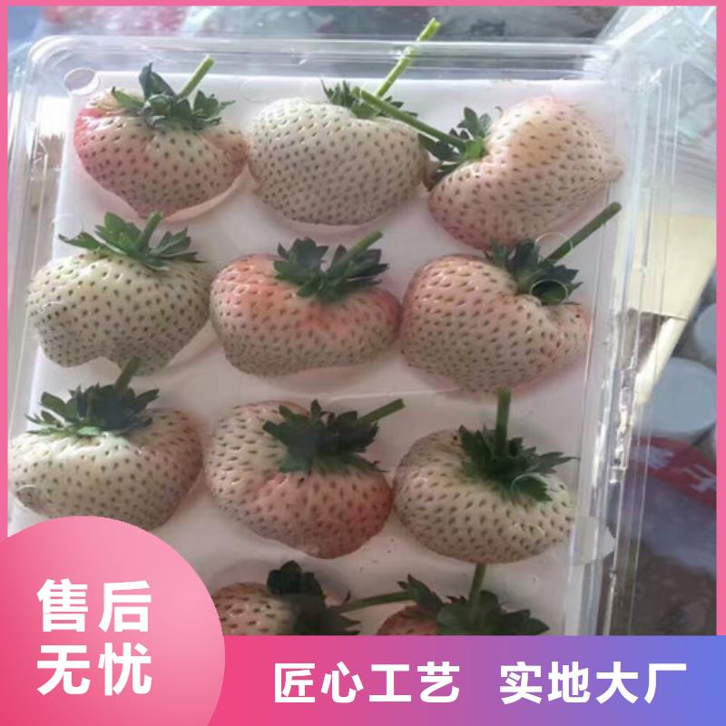 草莓苗蓝宝石葡萄树苗实力才是硬道理