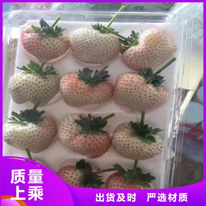 草莓苗天仙醉草莓苗客户信赖的厂家