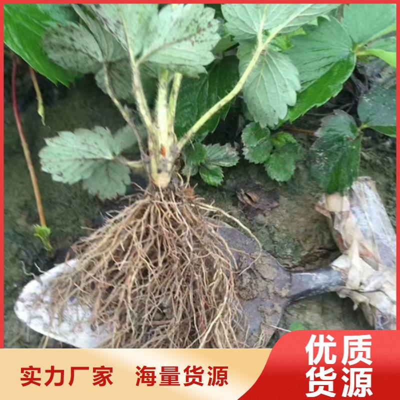 草莓苗草莓苗价格满足您多种采购需求