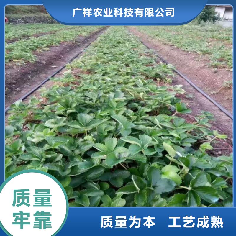 草莓苗黄桃树苗质检合格出厂