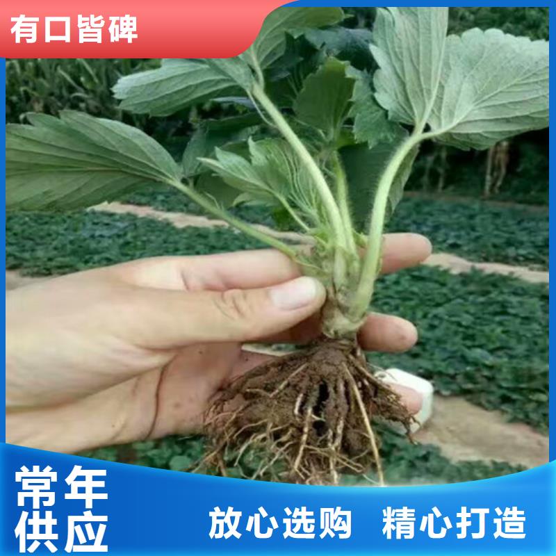 草莓苗桃树苗好品质经得住考验