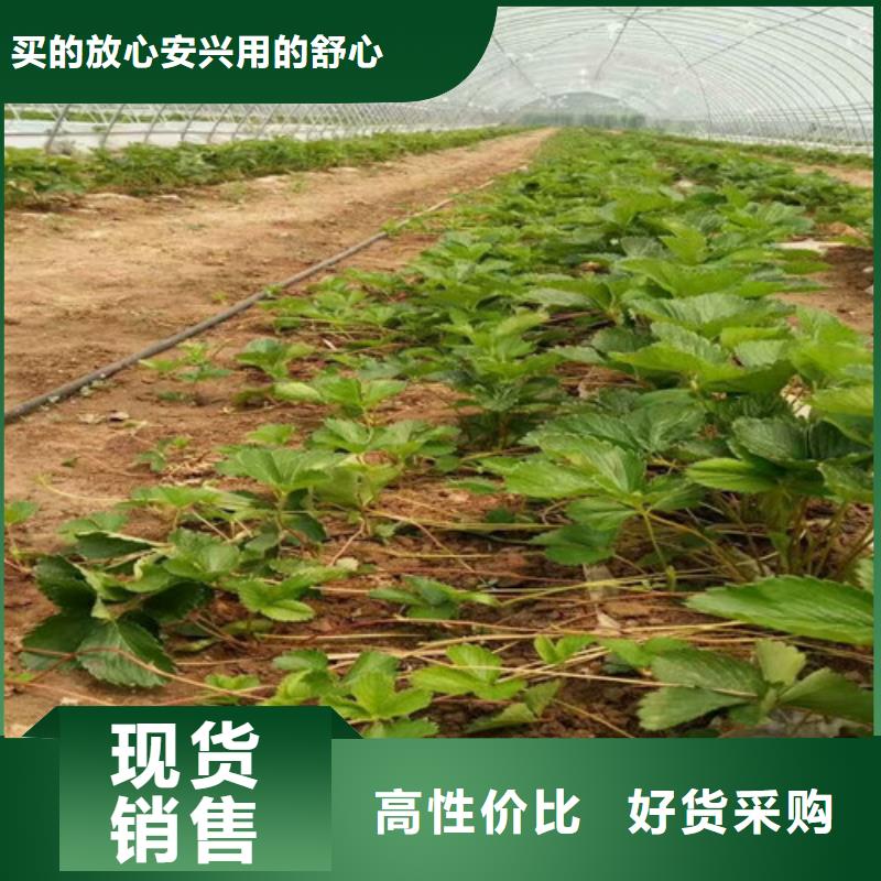 草莓苗-果树苗批发基地价格实惠工厂直供