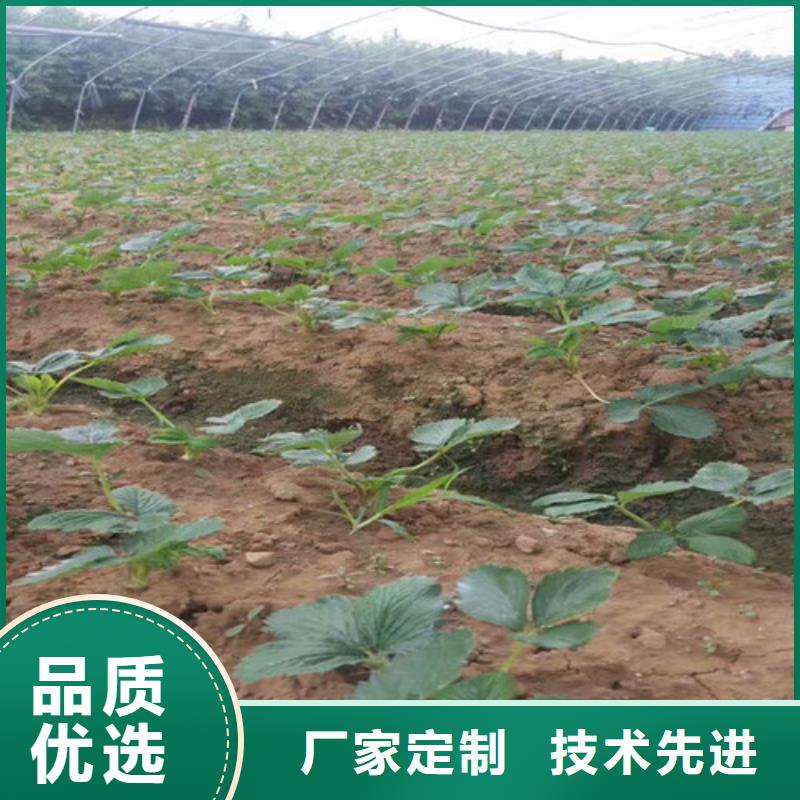 草莓苗-果树苗批发基地价格实惠工厂直供