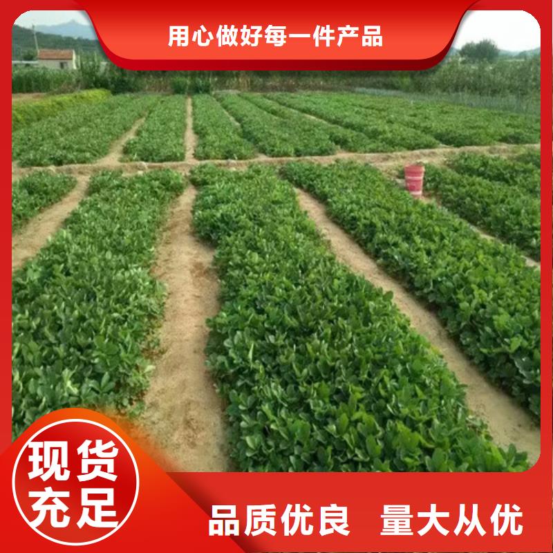草莓苗梨树苗基地货源报价