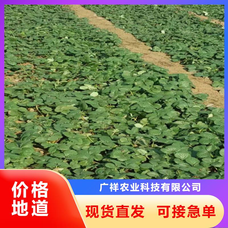 草莓苗 苹果苗品牌大厂家
