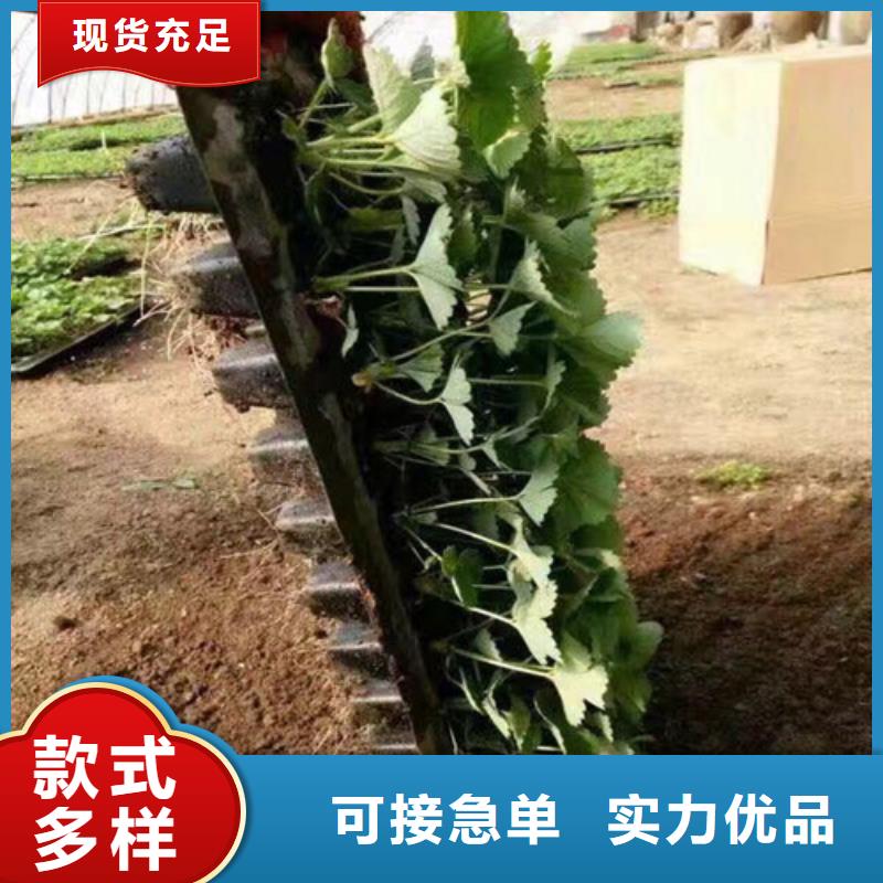 草莓苗西梅树苗海量现货