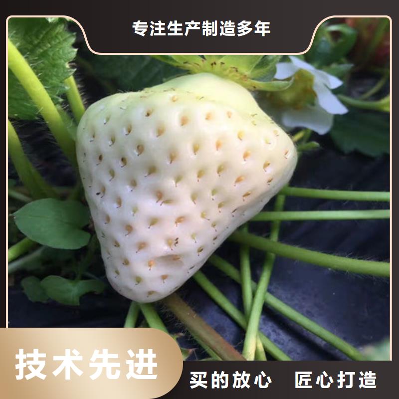 草莓苗梨树苗的图文介绍