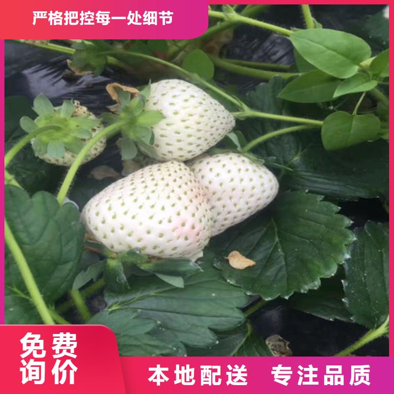 草莓苗大棚草莓苗严格把控每一处细节