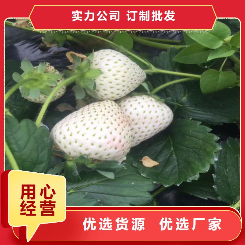 草莓苗,火箭大樱桃树苗检验发货