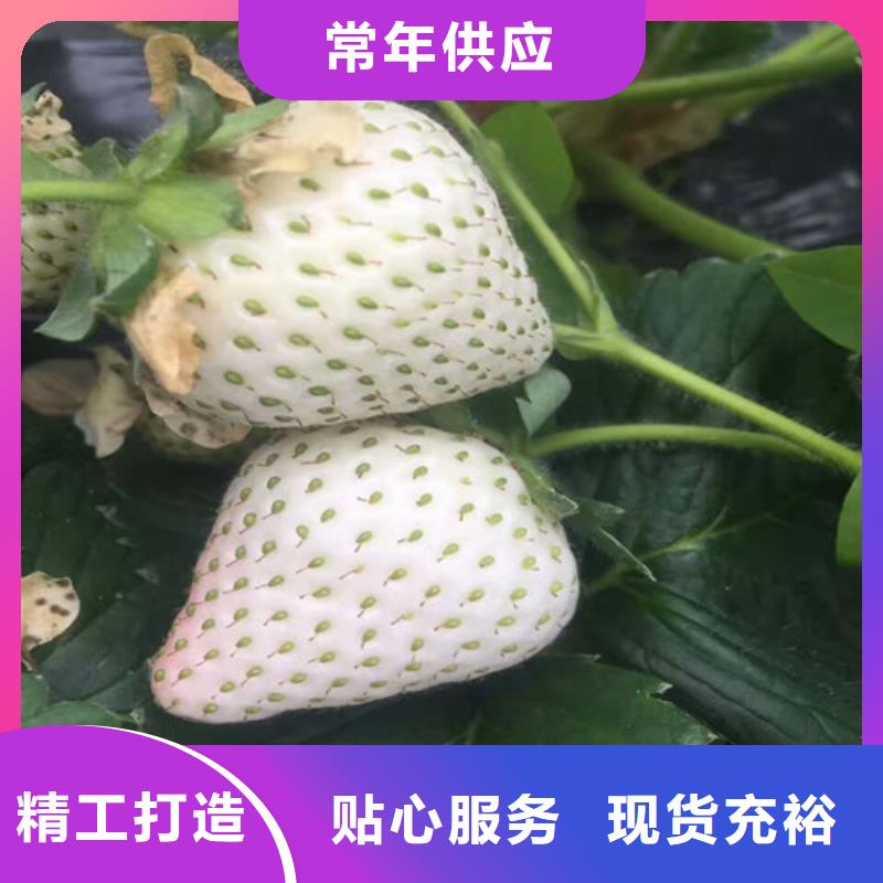 草莓苗_大棚草莓苗一手货源