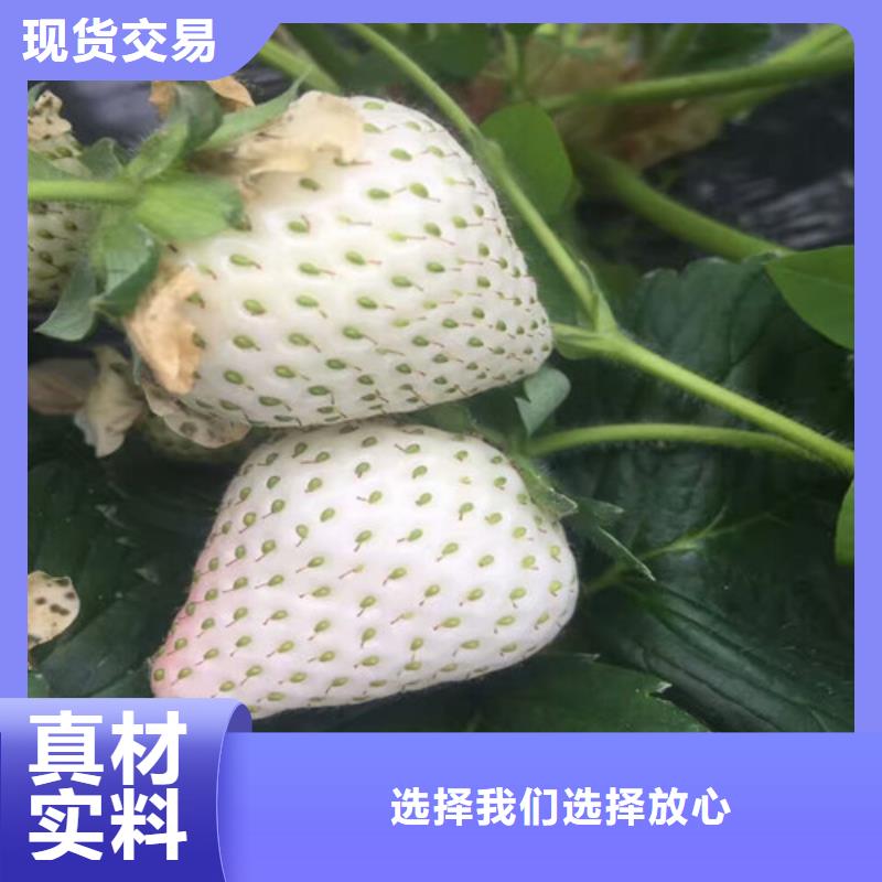 草莓苗,蓝莓苗工厂批发