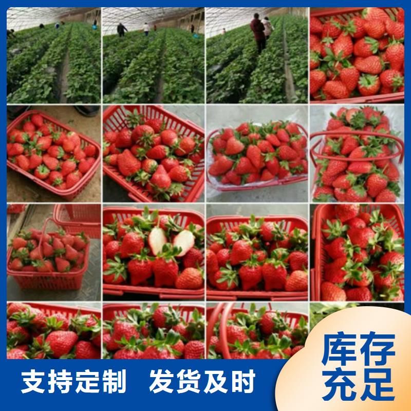 草莓苗_大棚草莓苗安装简单