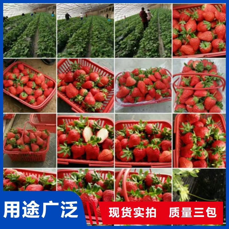草莓苗-徐香猕猴桃树苗现货齐全售后无忧