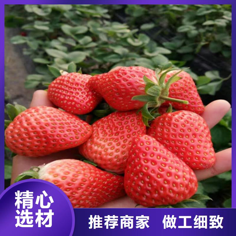 草莓苗,梨树苗销售的是诚信