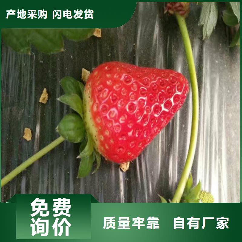 草莓苗红油香椿树苗放心选购