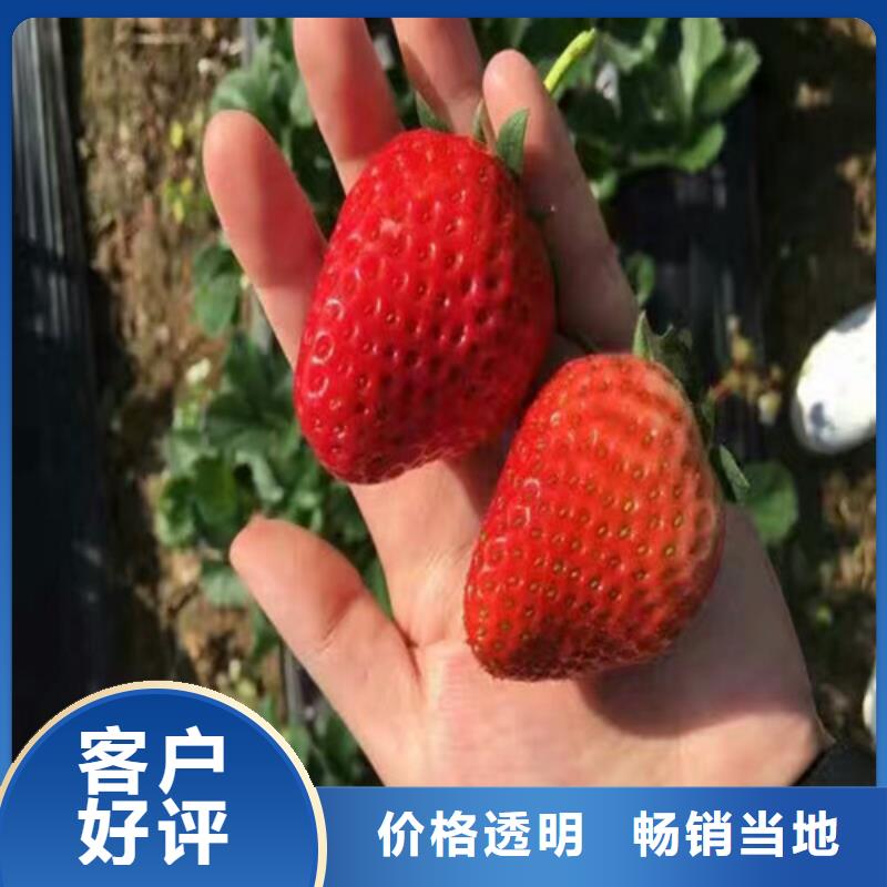 草莓苗_大棚草莓苗一手货源