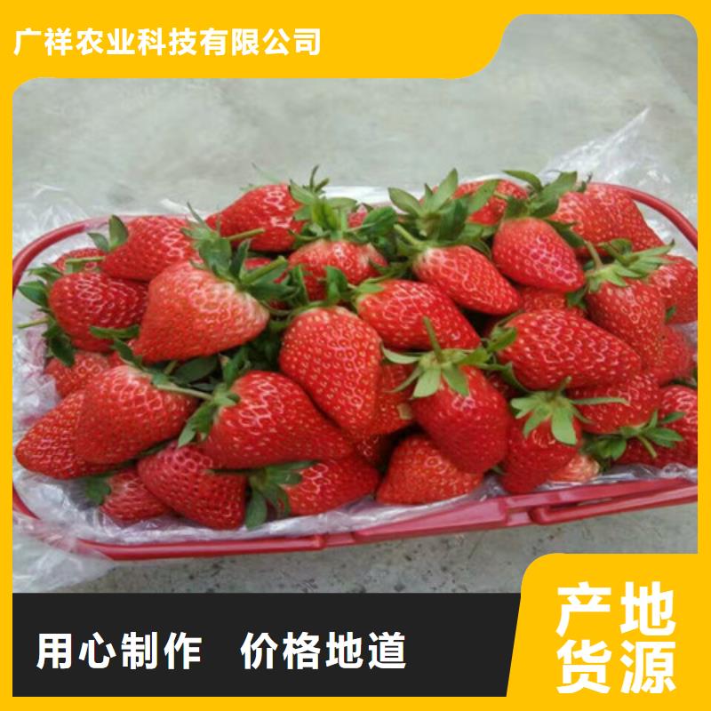 草莓苗梨树苗基地厂家案例