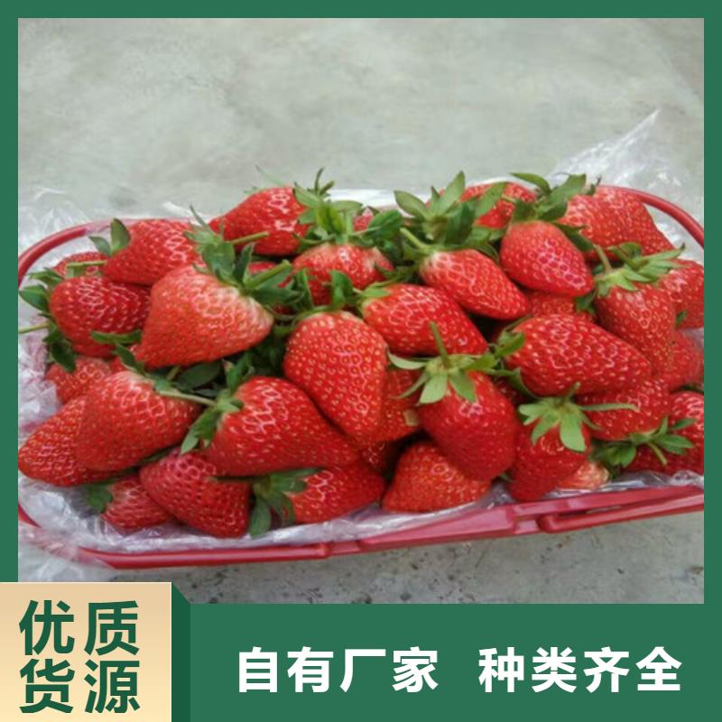 草莓苗苹果苗一站式供应厂家