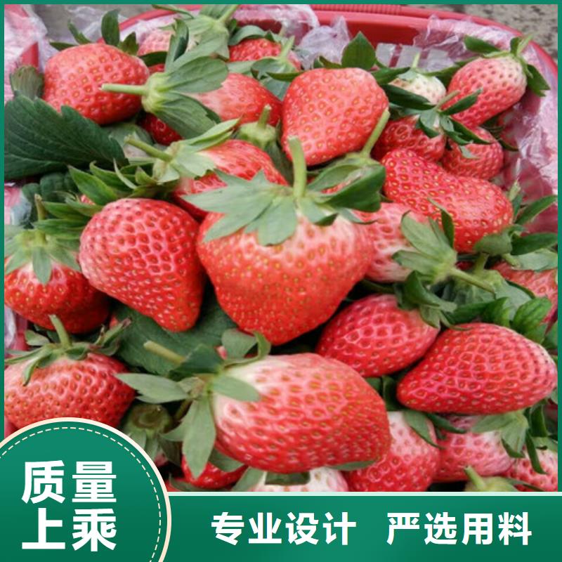 【草莓苗】樱桃苗追求细节品质