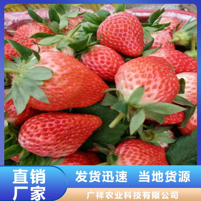 草莓苗草莓苗价格满足您多种采购需求