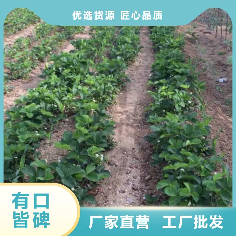 草莓苗黄宝石梨树苗真诚合作