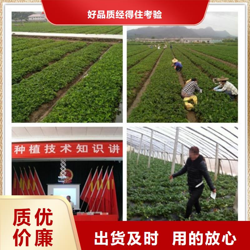 草莓苗,油桃树苗经验丰富品质可靠