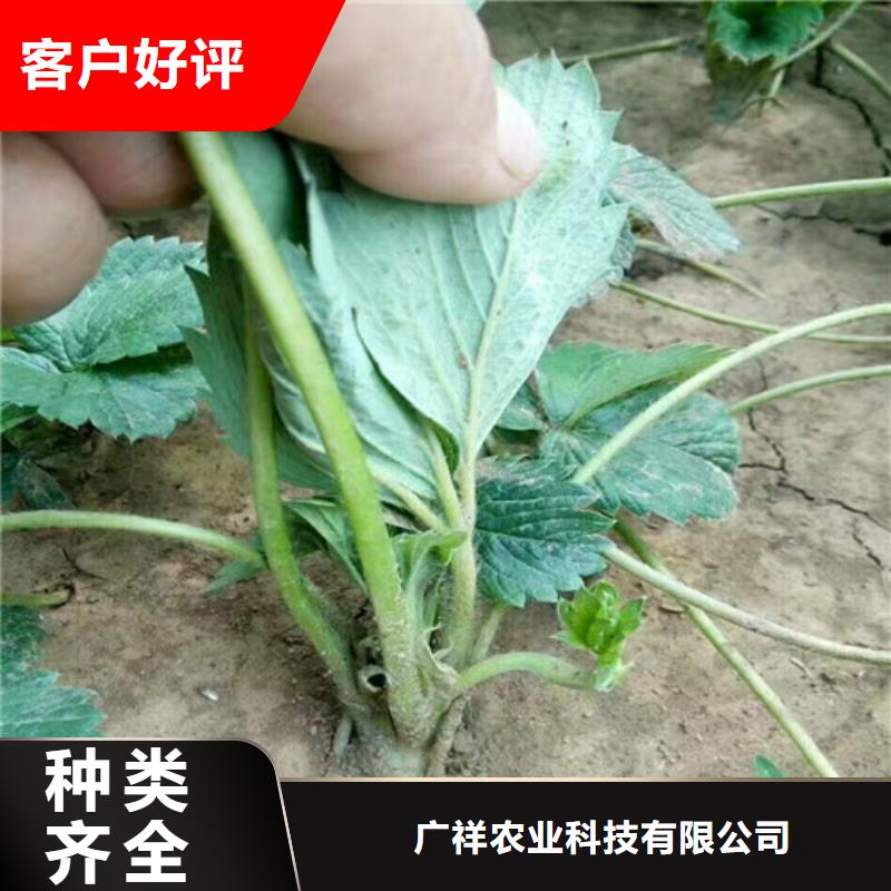 草莓苗-樱桃苗每个细节都严格把关
