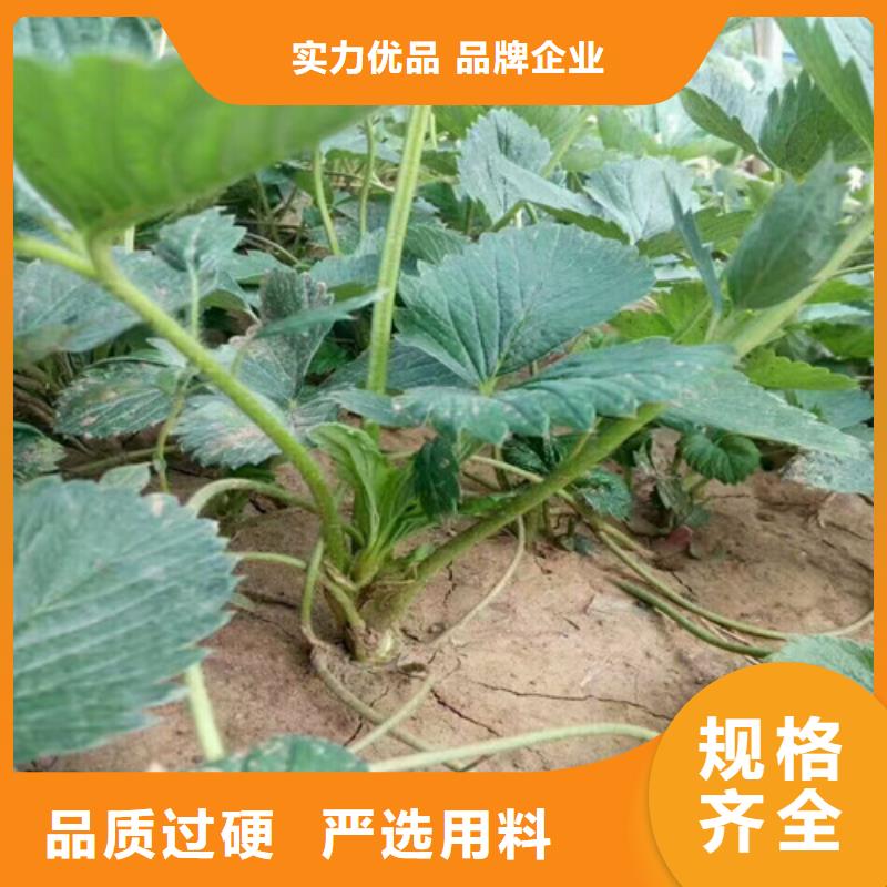 草莓苗草莓苗价格专业生产制造厂