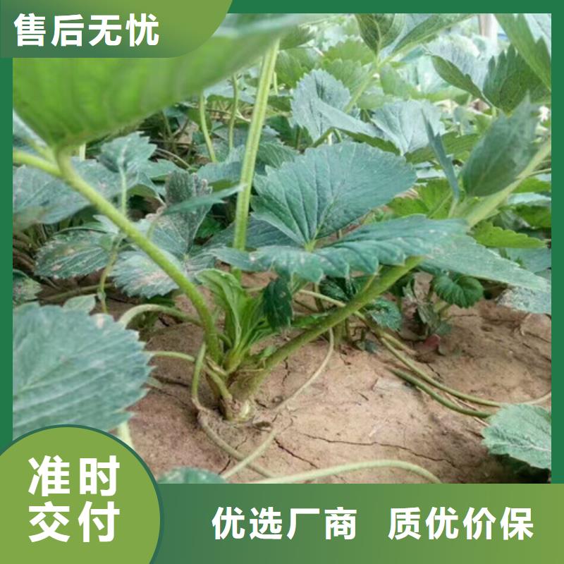 草莓苗冬桃树苗物流配货上门