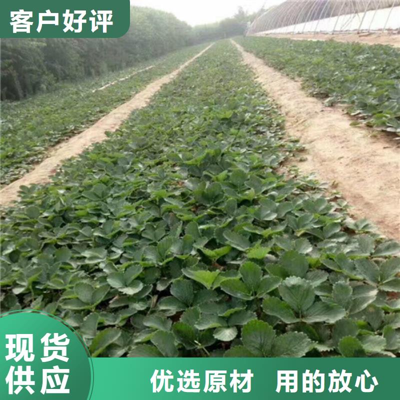 草莓苗-果树苗批发基地货品齐全